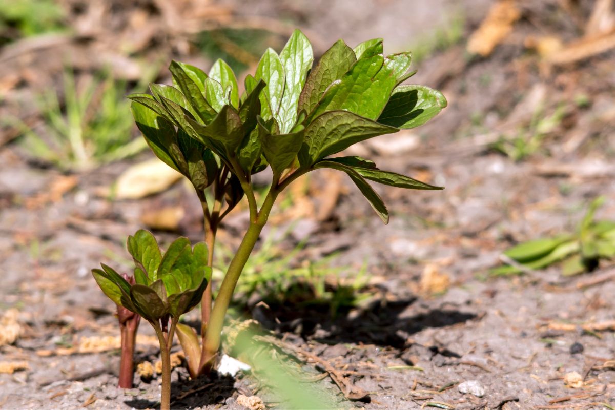 How to Grow Herbaceous Peonies | The Seed Collection